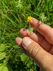 Trifolium campestre