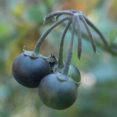 Solanum douglasii