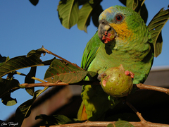 Amazona amazonica