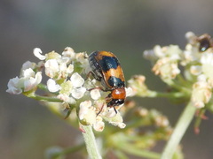 Coptocephala
