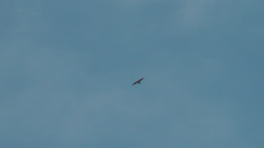 Gypaetus barbatus
