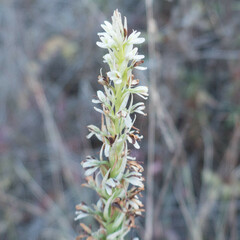 Platanthera elegans elegans