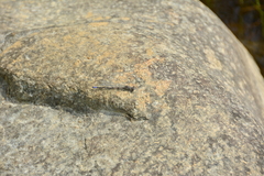 Argia emma
