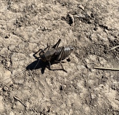 Anabrus simplex