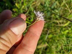 Cephalaria transsylvanica