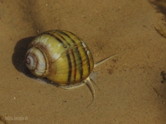 Asolene platae