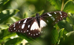 Graphium leonidas