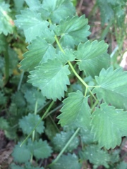 Sanguisorba occidentalis