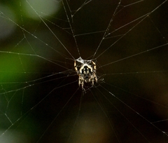 Gasteracantha kuhli