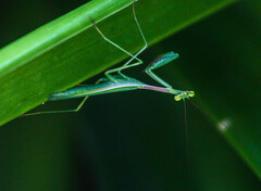 Miomantis caffra