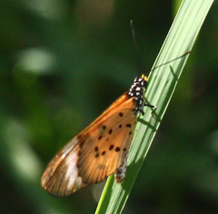 Acraea encedon encedon