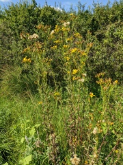 Jacobaea