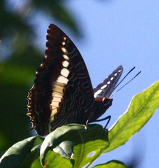 Charaxes brutus natalensis