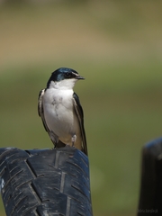 Tachycineta leucorrhoa