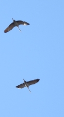 Anthropoides paradiseus