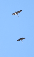 Anthropoides paradiseus