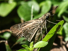 Pelopidas mathias