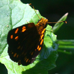 Metisella metis paris