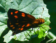 Metisella metis paris