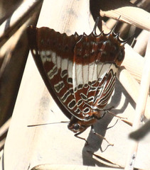 Charaxes brutus