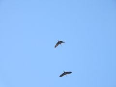 Anthropoides paradiseus