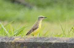 Machetornis rixosa
