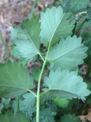 Sanguisorba occidentalis