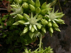 Aeonium