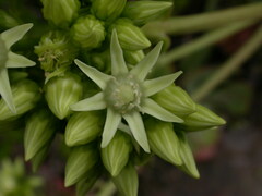 Aeonium