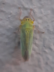 Cicadella viridis