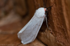 Pygarctia roseicapitis