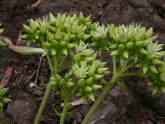 Aeonium