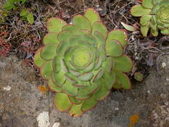 Aeonium