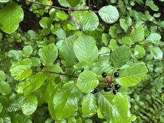 Frangula alnus