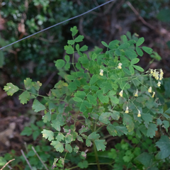 Thalictrum minus