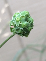 Sanguisorba occidentalis