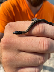 Thamnophis elegans