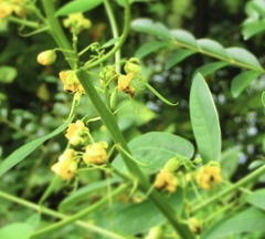 Senna marilandica