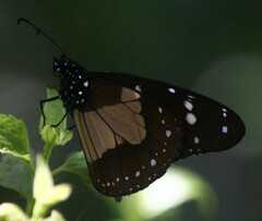 Amauris albimaculata
