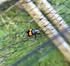 Nicrophorus vespilloides