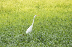 Ardea alba