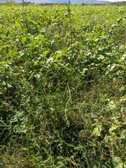 Atriplex micrantha
