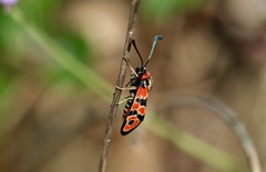 Zygaena fausta
