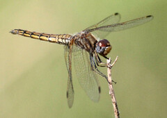 Trithemis kirbyi