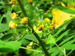 Senna marilandica