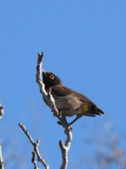 Pycnonotus nigricans