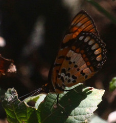 Byblia anvatara