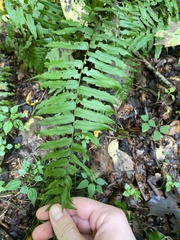 Homalosorus pycnocarpos