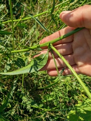 Atriplex micrantha