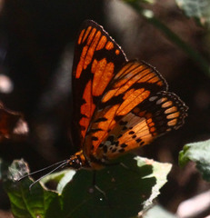 Byblia anvatara